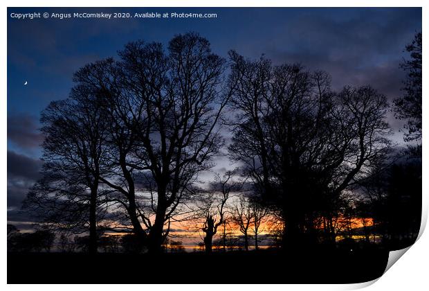 Silhouette of winter trees Print by Angus McComiskey