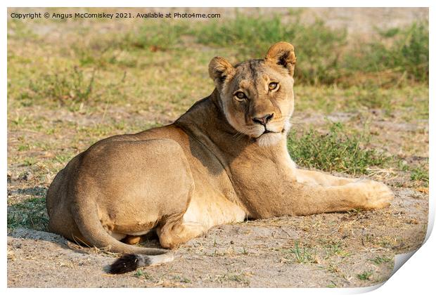 Lioness waiting for cub Print by Angus McComiskey