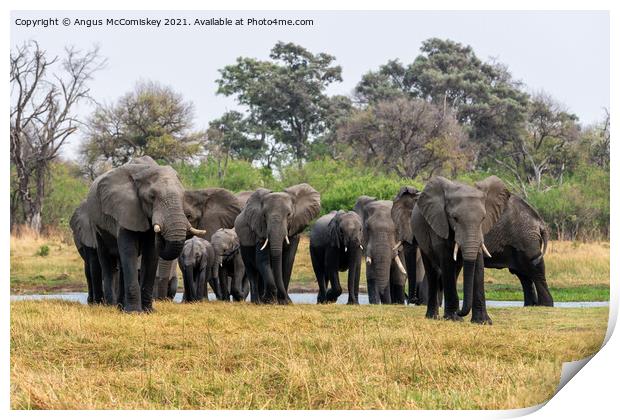Family of Elephants leaving river, Okavango Delta Print by Angus McComiskey