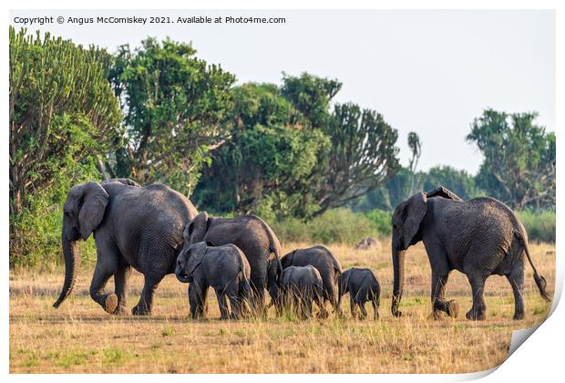 Elephants on the move, Uganda Print by Angus McComiskey