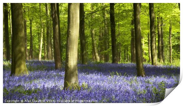 Bluebell Wood Watercolour Print by Alan Crawford