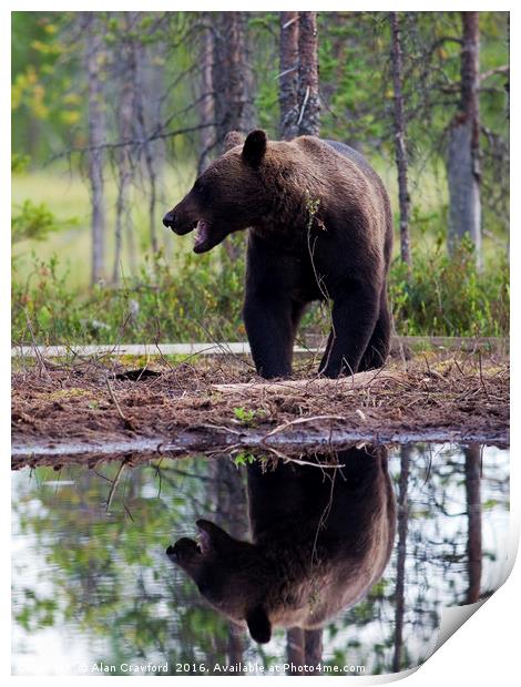 Brown Bear Print by Alan Crawford