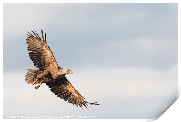 White Tailed Eagle, Finland Print by Alan Crawford