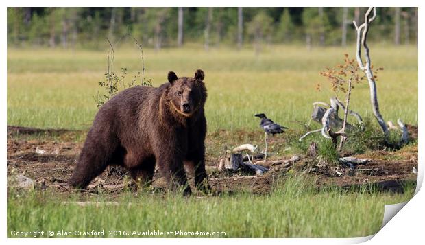 Brown Bear in Finland Print by Alan Crawford