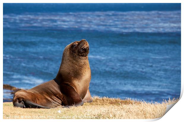 South American Sea Lion, Falkland Islands Print by Alan Crawford