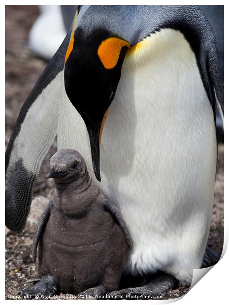 King Penguin with chick, Falkland Islands Print by Alan Crawford