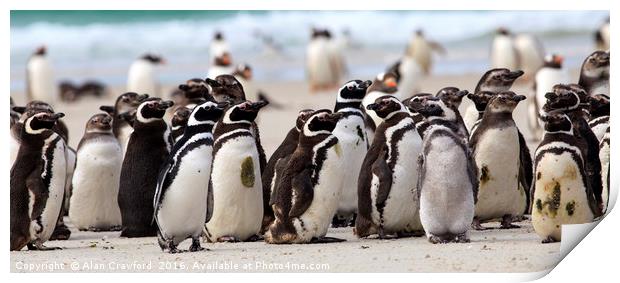 Magellanic Penguins, Falkland Islands Print by Alan Crawford