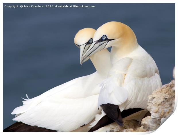 Gannets at Bempton Cliffs, England Print by Alan Crawford