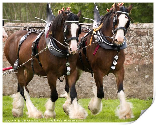 A Pair of Clydesdale Horses in full tack Print by Alan Crawford
