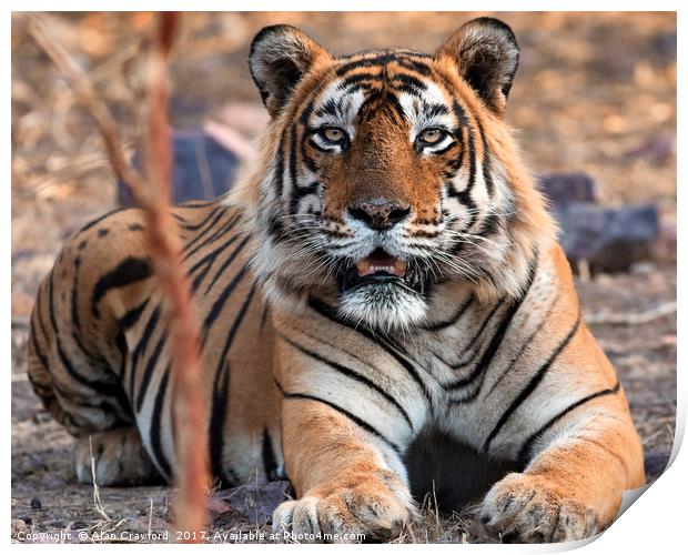 Tiger, Tiger Print by Alan Crawford