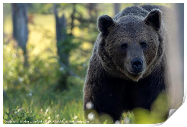 Bear in the woods Print by Alan Crawford