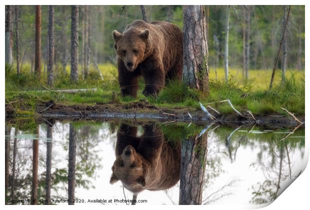 Brown Bear reflected in a lake Print by Alan Crawford