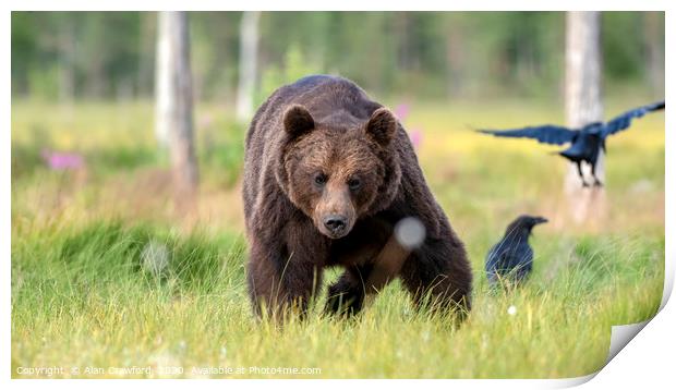 European Brown Bear, Finland Print by Alan Crawford