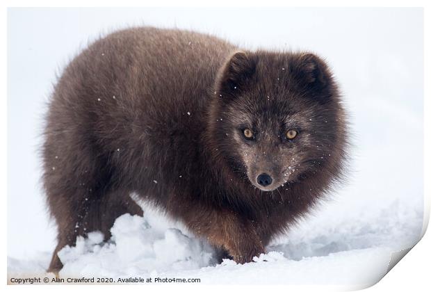 Arctic Fox, Iceland Print by Alan Crawford