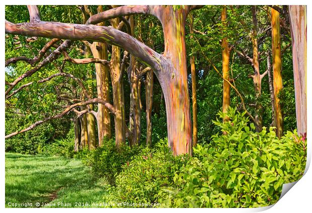 The colorful and magical Rainbow Eucalyptus tree,  Print by Jamie Pham