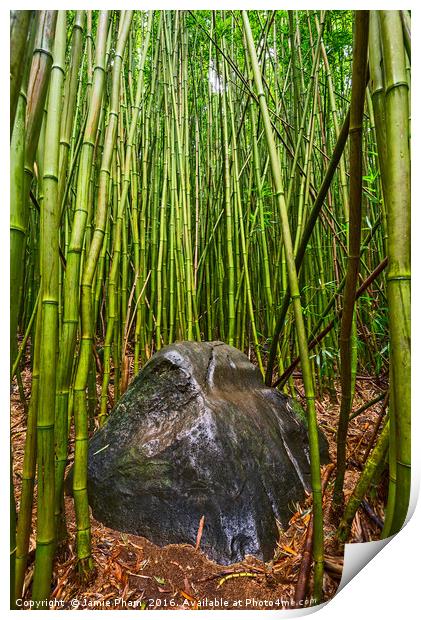 The magical bamboo forest of Maui  Print by Jamie Pham