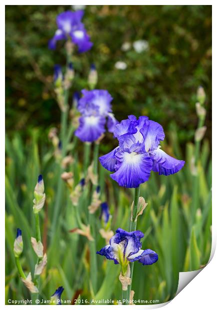 Beautiful and colorful Iris. Print by Jamie Pham