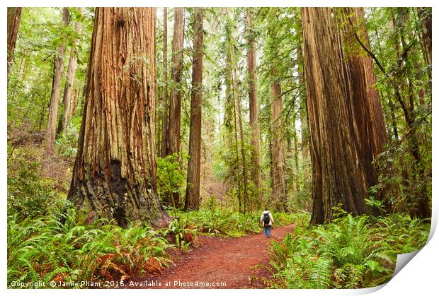 The beautiful and massive giant redwoods, Sequoia  Print by Jamie Pham