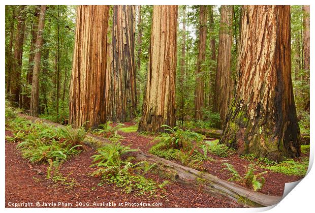 The beautiful and massive giant redwoods, Sequoia  Print by Jamie Pham