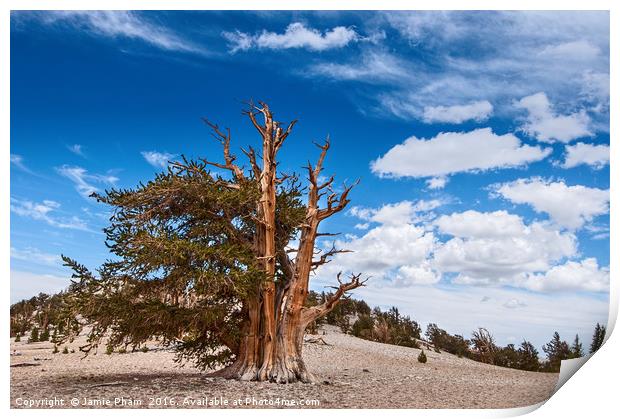 Dramatic view of the Ancient Bristlecone Pine Fore Print by Jamie Pham