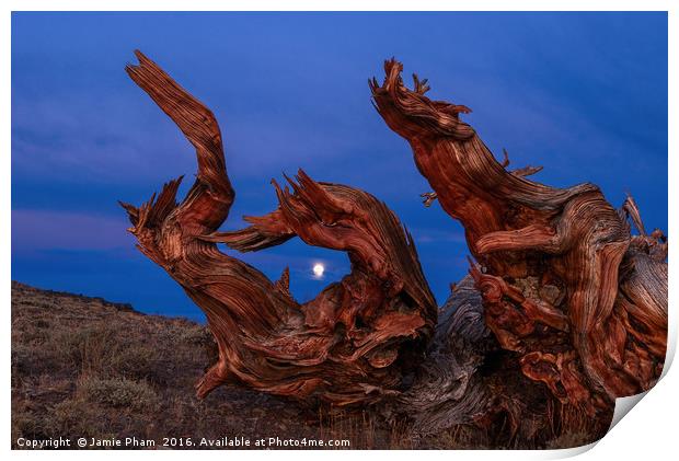 Dramatic view of the Ancient Bristlecone Pine Fore Print by Jamie Pham