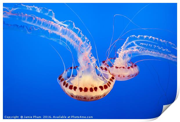 Large jellyfish, Atlantic Sea Nettle Print by Jamie Pham