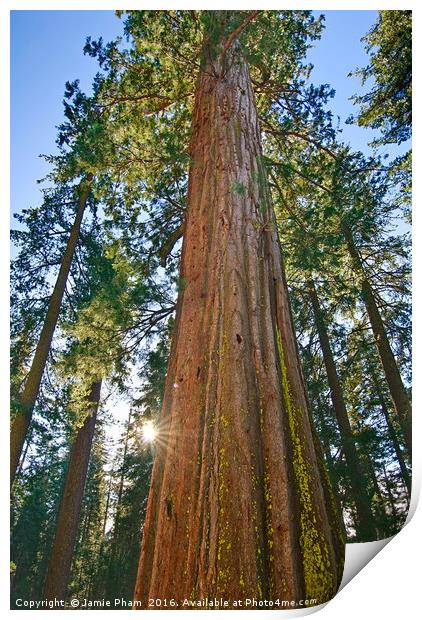 Giant Sequoia Trees of Tuolumne Grove in Yosemite. Print by Jamie Pham