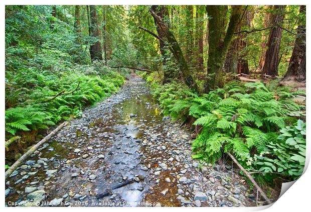 Redwood Forest of Muir Woods National Monument. Print by Jamie Pham