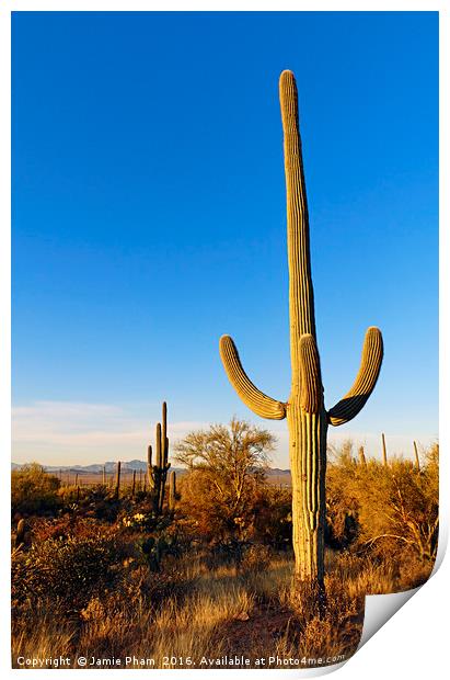 Saguaro Cactus Sunrise Print by Jamie Pham