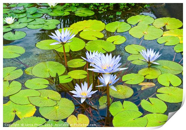 Purple water lilies in a pond. Print by Jamie Pham