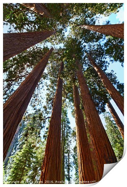 A grove of giant sequoia trees in Sequoia National Print by Jamie Pham