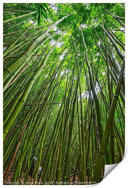 The magical bamboo forest of Maui  Print by Jamie Pham