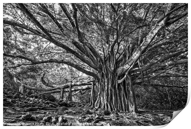 The large and majestic banyan tree located on the  Print by Jamie Pham