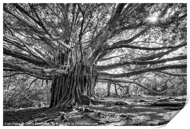 The large and majestic banyan tree located on the  Print by Jamie Pham