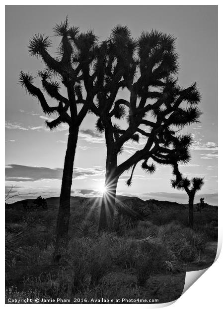 Josua Trees beautifully lit during sunrise in Josh Print by Jamie Pham