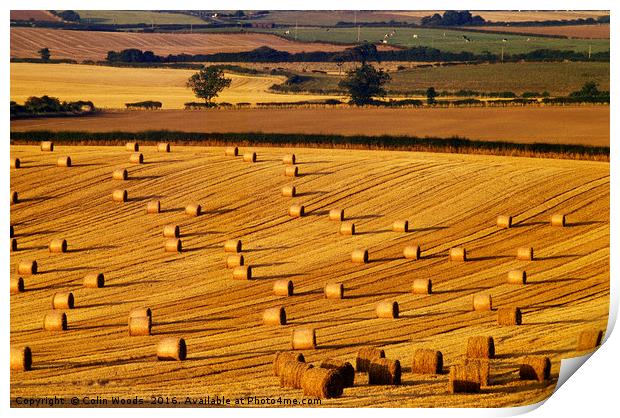 Fields in Autumn Print by Colin Woods