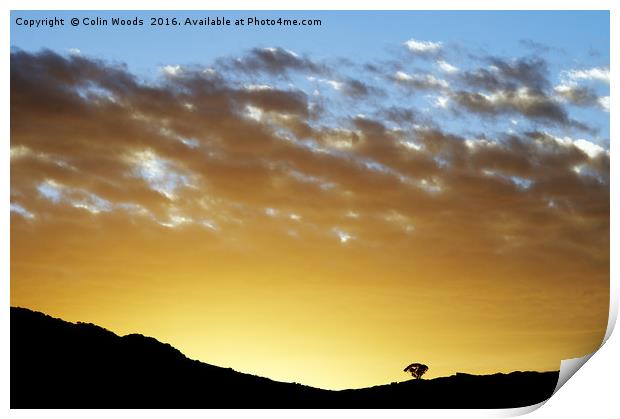 Lone Tree at sunset Print by Colin Woods