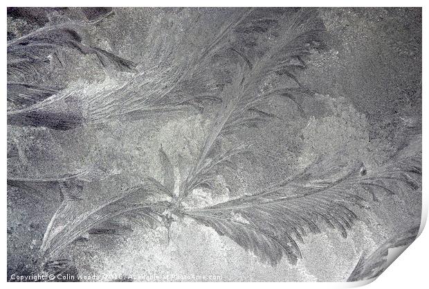 Ice crystals on a window Print by Colin Woods