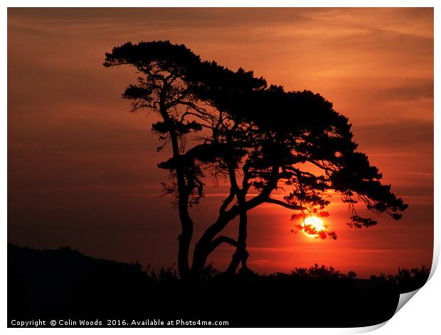 Tree at Sunrise Print by Colin Woods
