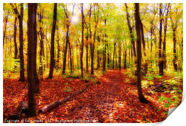 A Path in a wood in Quebec Print by Colin Woods