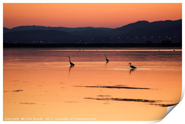 Herons wading at sunset Print by Colin Woods