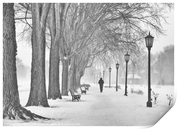 A man walking along a path by a row of mature maples on the Plains of Abraham, Quebec City, Canada Print by Colin Woods