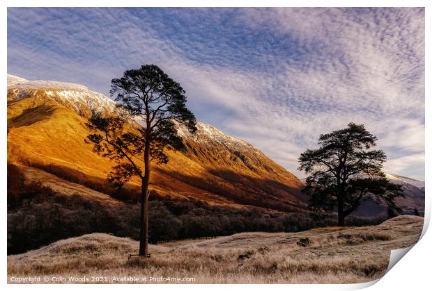 Scots Pines in Glen Nevis, Scotland Print by Colin Woods