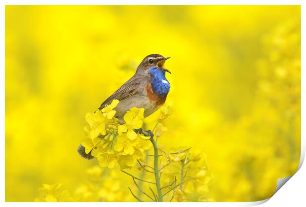 White-Spotted Bluethroat Calling Print by Arterra 
