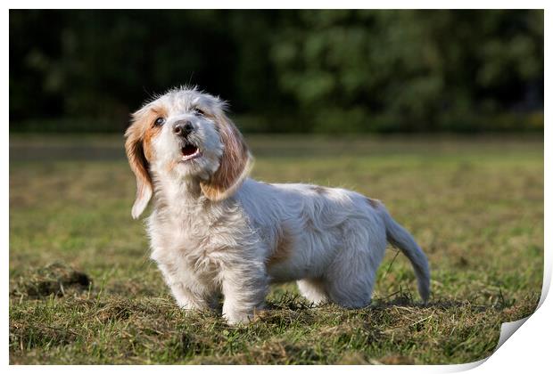 Basset Griffon Vendéen Pup in Garden Print by Arterra 