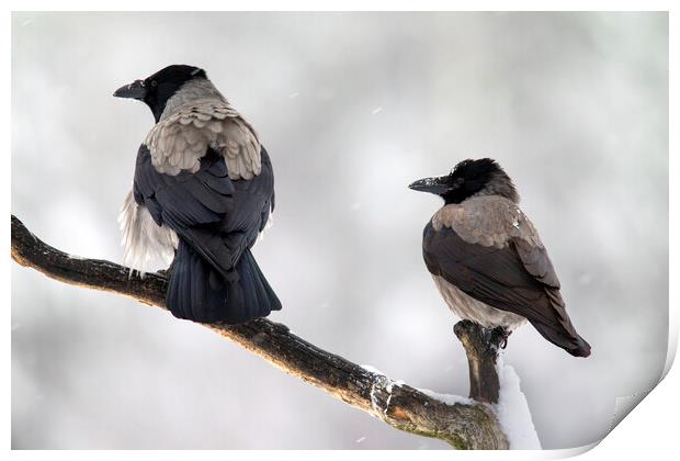 Hooded Crow Pair in the Snow Print by Arterra 