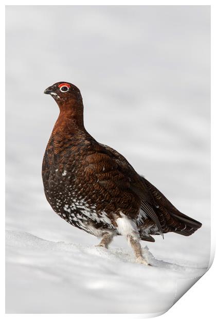 Red Grouse in the Snow Print by Arterra 