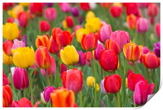 Colorful Dutch Tulips in Spring Print by Arterra 
