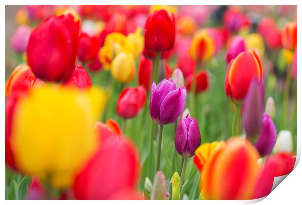 Colorful Tulips in Flower Garden in Spring Print by Arterra 