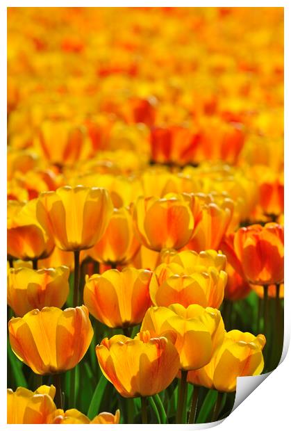 Dutch Orange Tulips Print by Arterra 